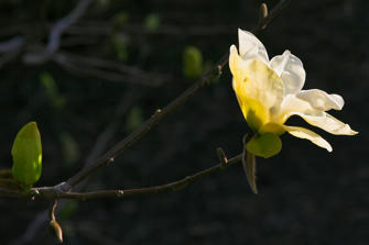 046 Central Park.jpg